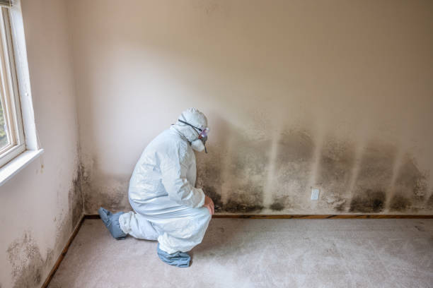 Best Mold Removal Process  in USA